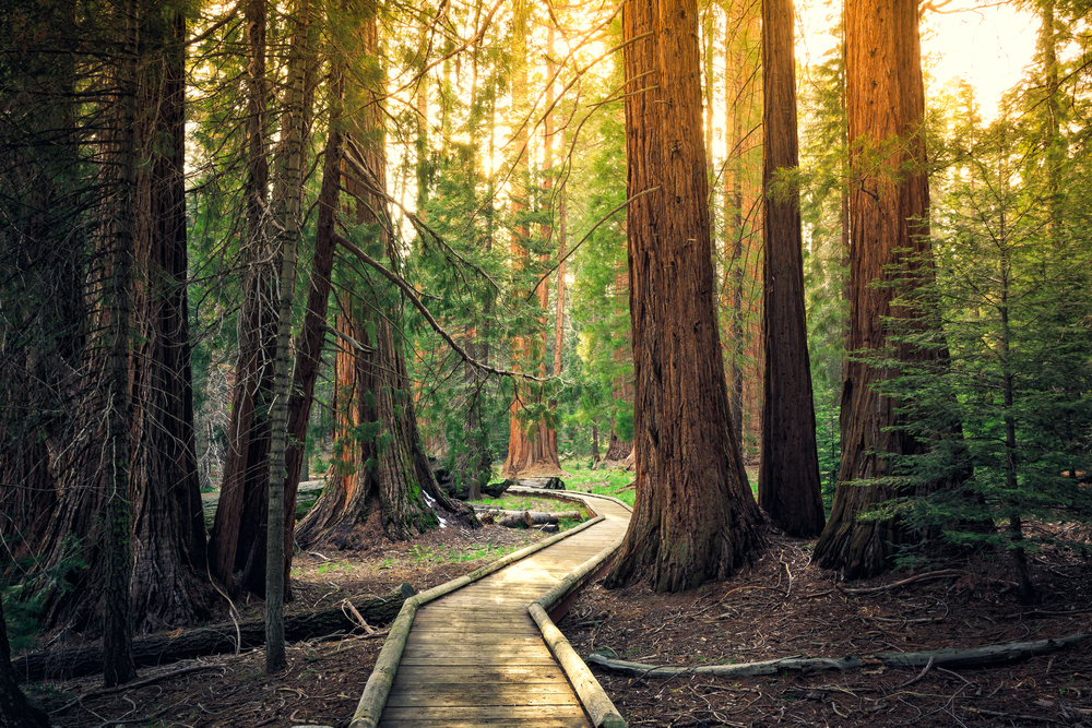 Take a day trip to the Sequoia National Park in California.